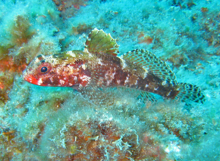 Ghiozzetto? (Gobius cruentatus)